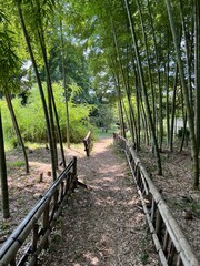 佐倉の竹林