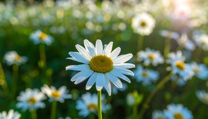 Close-up of a daisy in a field