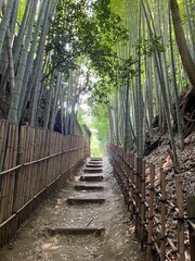 Fototapeta premium 佐倉の竹林