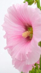 Pink flower close-up with soft background ambiance