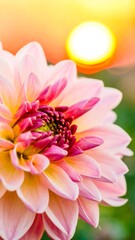 Pink Lotus Flower Blooming at Sunset with Soft Focus