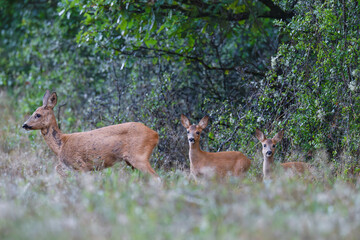 Female Roe deer doe with her two fawns coming out of an undergrowth and entering in a clearing. Capreolus capreolus, Sologne, Loiret 45, région Centre Val de Loire, France, European Union, Europe