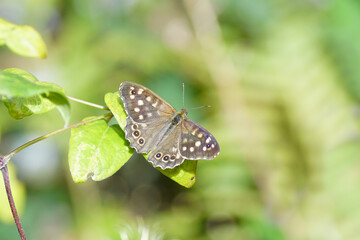 Butterfly Speckled wood (Pararge aegeria), family Nymphalidae. On the leaves of a clematis in the sun. Faded Dutch garden, September.