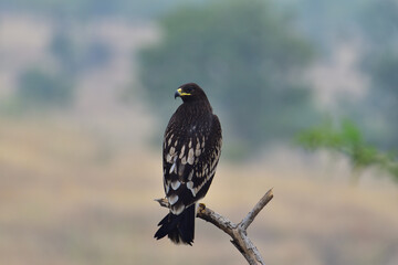 Greater Spotted Eagle in Natural Habitat, Majestic Bird of Prey Soaring Close-Up