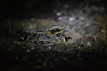 Nightjar Bird Camouflaged on Rocky Black Soil at Night -Wildlife Photography Stock Photo