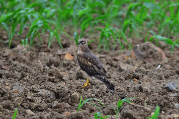 Pallid Harrier Female Bird of Prey in Natural Habitat – High-Resolution Wildlife Stock Photo for Background or Wallpaper