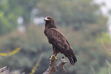 Steppe Eagle Perched on Wooden Tree Branch in Natural Habitat