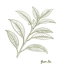 Vector green tea plant branch leaves line art illustration, graphic line plant combination. Green tea. Retro botanical. engraving style. Great for any designs, textile, art, walls, package