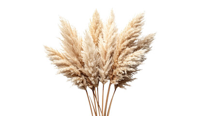 Elegant dried pampas grass stem isolated on solid white background