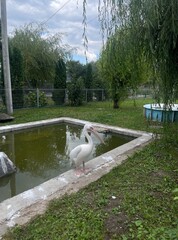 pelicans, pelicans in the zoo, two pelicans, birds, a bird that eats fish, a white bird with a long beak