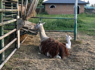 llama in a zoo llama, animal, alpaca, lama, mammal, farm, wool, nature, zoo, fur, guanaco, wildlife, wild, brown, grass, animals, white, peru
