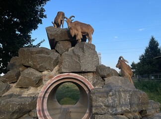 mountain goat, even-toed ungulate, horned animal, even-toed ungulate eats grass, herbivore, herbivorous even-toed ungulate, can live on a farm, can live in the mountains