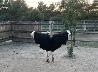 ostrich, bird, animal, neck, wild, nature, wildlife, beak, farm, emu, feather, big, zoo