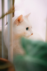 white cat