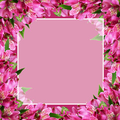 Pink alstroemeria flowers in a frame with transparent card on pink background