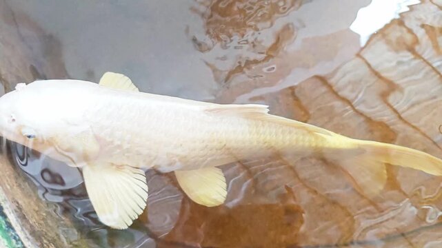 Koi fish or carp fish or  swimming in pond.