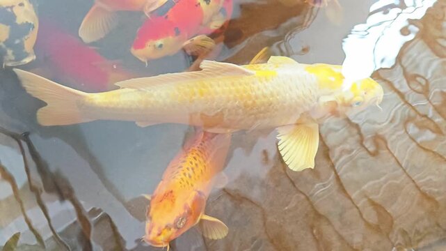 Koi fish or carp fish or  swimming in pond.