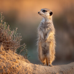 Fototapeta premium Upright meerkat on sandy ground in a wide wildlife scene