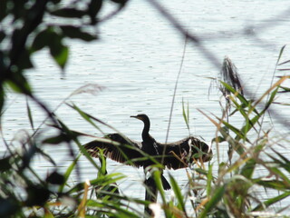 A cormorant, spreading its wings, sits on a branch on a lake, basking in the sun