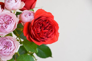 Obraz premium 紫と赤のばら