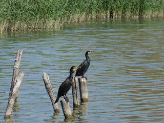 Cormorants sit on branches against the backdrop of a river