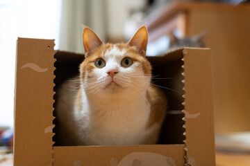 段ボール箱の中に入って見つめる猫　茶トラ白	