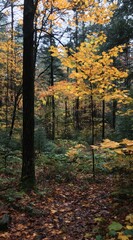 Fototapeta premium An autumnal forest scene features yellow-leaved trees against a backdrop of evergreens. Fallen leaves cover the ground in a gradient from green to rusty brown