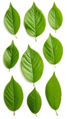 Fototapeta premium Fresh green leaves arranged on white background
