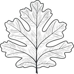 Detailed black and white sketch of a fig leaf showing veins and natural shape on white background