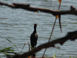 A cormorant with an open beak sits on a branch against the backdrop of a river
