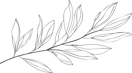Minimalistic line art of a single botanical branch with delicate leaves in black outline