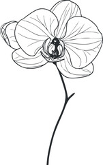 Black and white line art illustration of a single orchid flower with detailed petals and stem