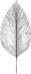 Obraz premium Detailed black and white sketch of a single palm leaf isolated on white background
