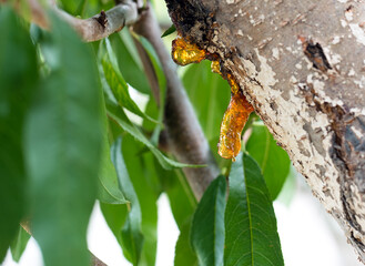 Gummosis on peach branches
