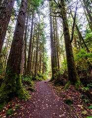 Obraz premium Lush forest path (5)