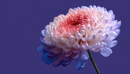 Vibrant, multi-colored chrysanthemum close-up