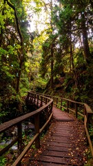 Fototapeta premium Lush forest path, wooden bridge