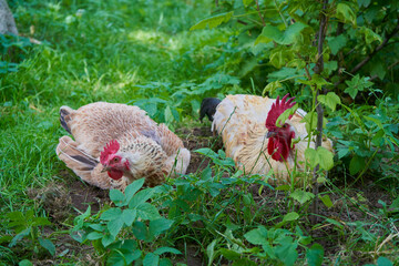 A rooster and a chicken are sitting in the garden, rooster with chicken resting on the grass in the garden, love of chickens