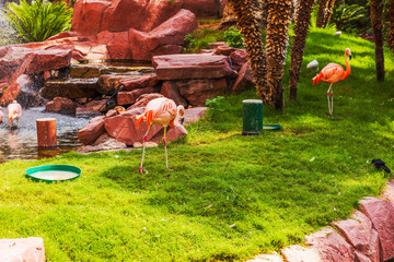 Beautiful flamingos walking on green grass near pond with red rocks and palm trees in tropical...