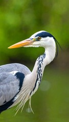 Fototapeta premium Grey heron profile, green background