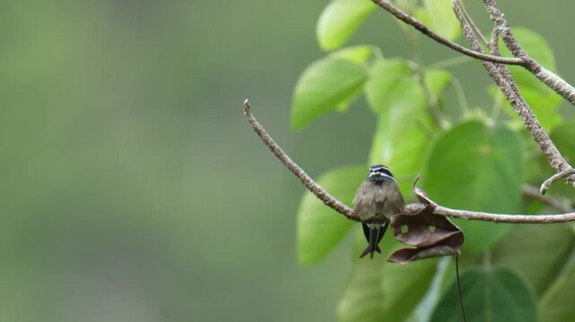 Whiskered Treeswift (Hemiprocne comata) on a branch bird watching in the forest