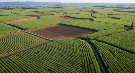 Fototapeta premium Aerial view of a vast agricultural landscape with cultivated fields and patterns, showcasing a rural environment.