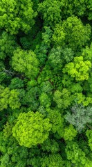 Naklejka premium Aerial shot of dense green forest canopy, various hues of green foliage creating a textured, natural pattern. No visible sky or horizon
