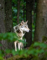 Obraz premium Gray wolf in a lush forest
