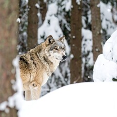Obraz premium Gray wolf in a snowy forest