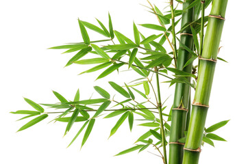 Lush green bamboo stems and leaves on an isolated black background botanical photography image