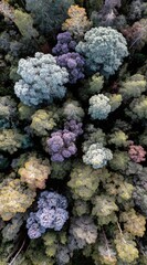 Aerial view of a forest featuring a variety of trees in different autumn colors like green, yellow, and purple. Captured from above