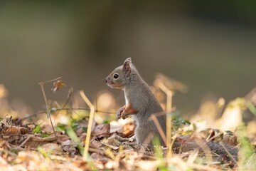 森にすむ可愛いニホンリス	