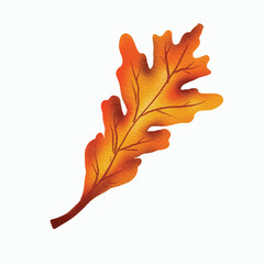 Illustration of an Autumn Oak Leaf