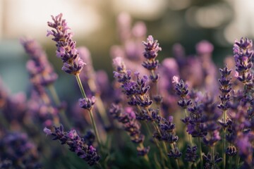 Obraz premium Close-up of lavender blossoms bathed in golden sunlight
